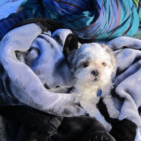Joshann's dog emily in some blankets