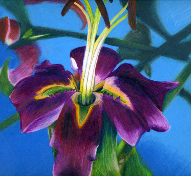 Joshann drawing purple lily prisma color