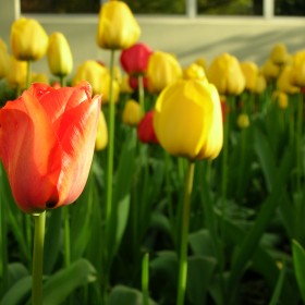 Joshann photo yellow and orange tulips