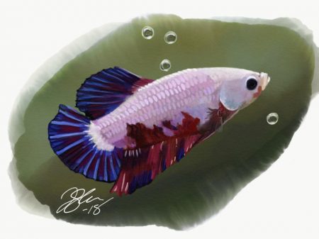 Betta Fish, Pink/Blue/Red